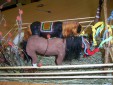 "Лошади моего села" - в рамках конкурса "Под знаком синей лошади"