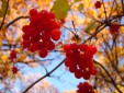 "Осенние бусы" - в рамках конкурса "Осень - рыжая лиса"